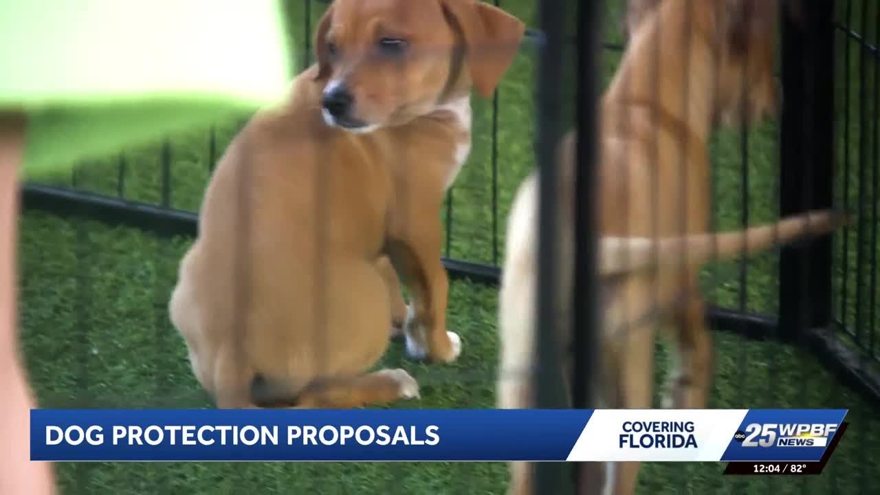 Gov. DeSantis introduces bill to crack down on puppy mills and bad breeders