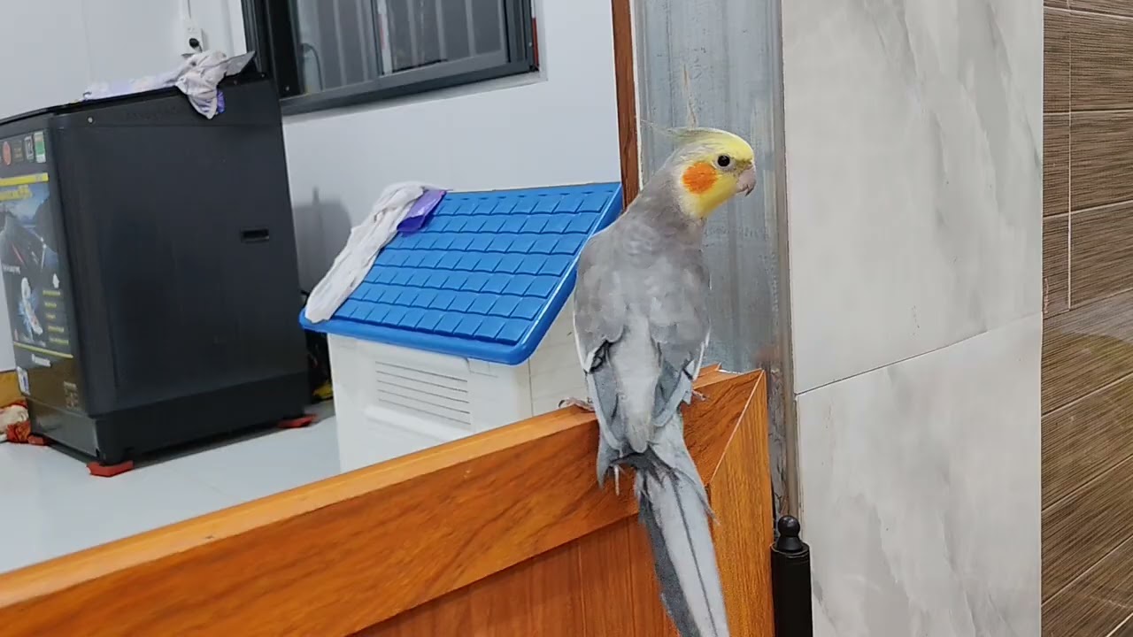 chú Vẹt cô đơn 