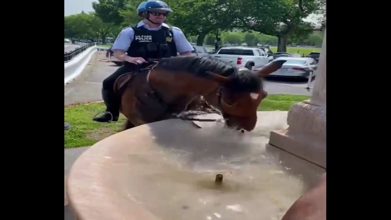 Park police horses enjoy sips from fountain near White House