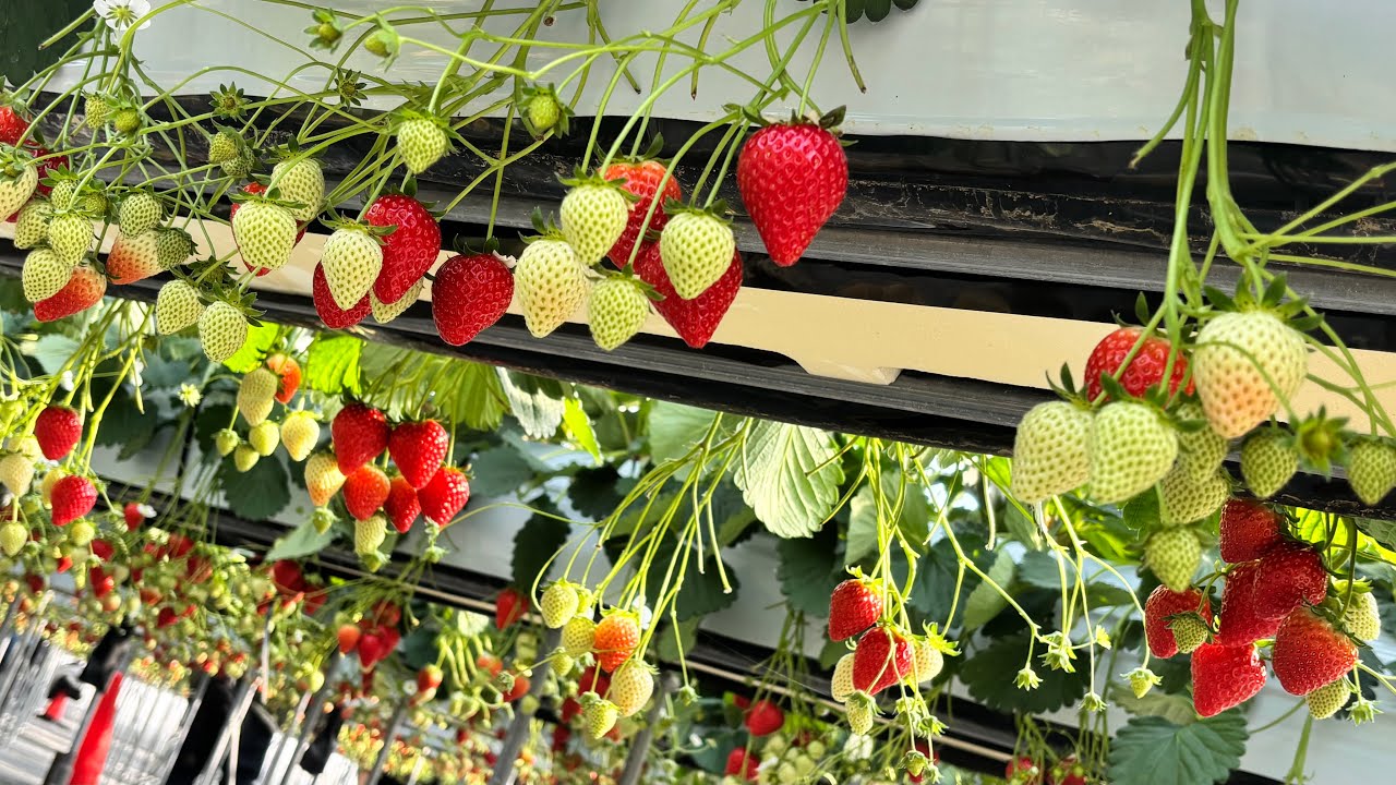 Сладкий и восхитительный во всех отношениях! #EatJapaneseStrawberryBuffet2026