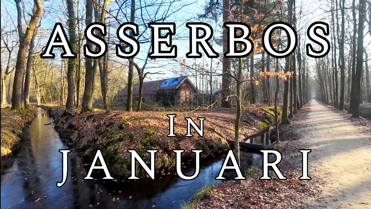 Wandeling door Asserbos | Rustige winterwandeling in Assen, Neredland