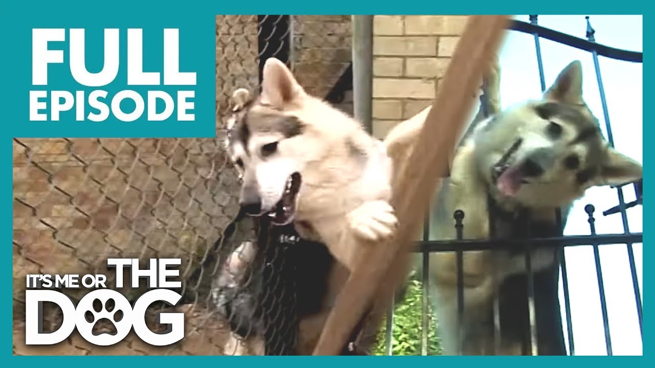 The Wannabee Wolves: Molly and Alfie | FULL EPISODE | It's Me or the Dog