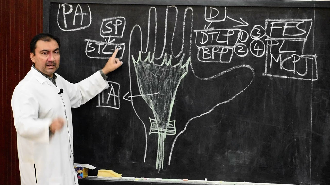 Gross anatomy of palmar aponeurosis