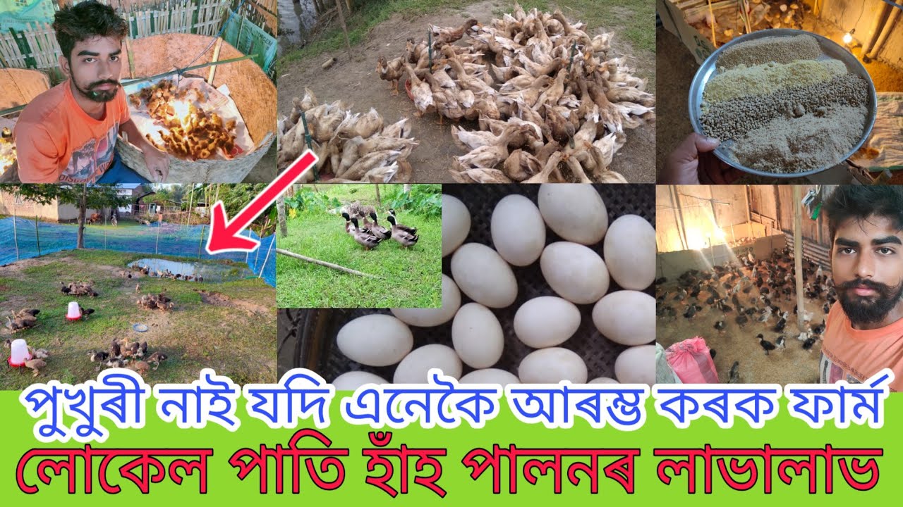 লোকেল পাতি হাঁহ-এনেকৈ পুহিলে 100% লাভ/Local duck farming process and profits in assam/duck farming