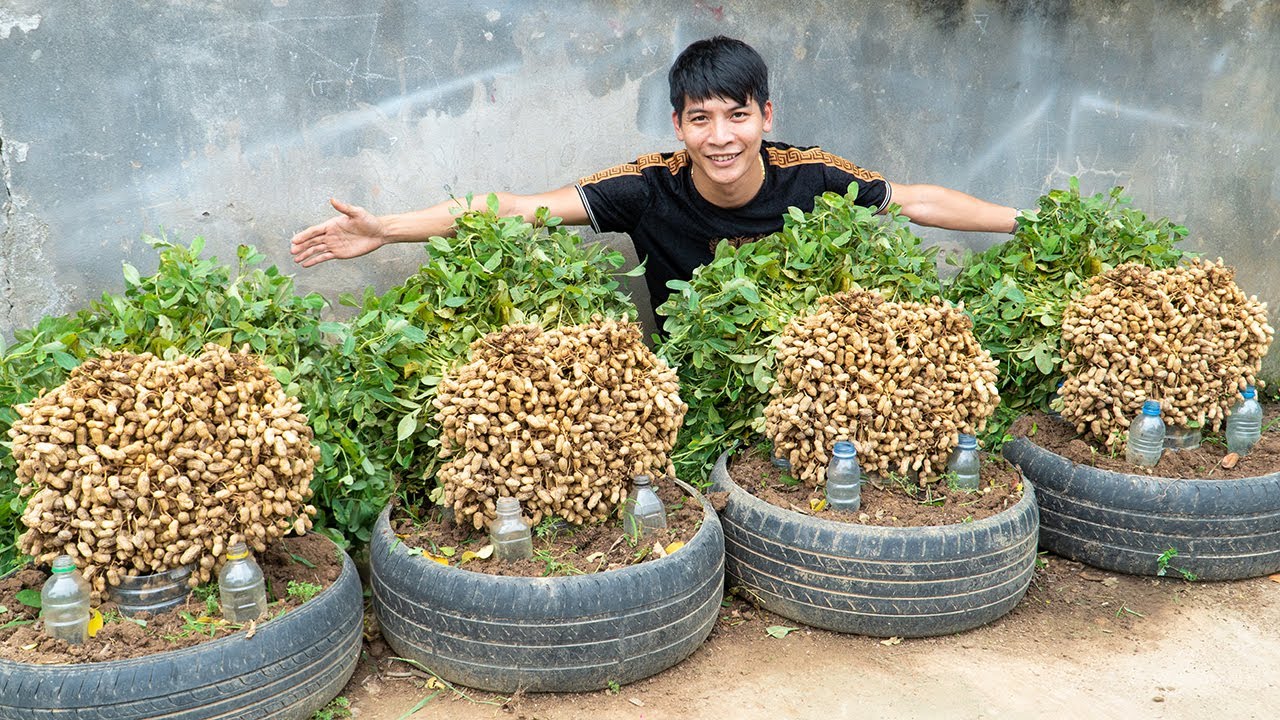 Simple Tire Garden Peanut Growing &ndash; No Soil Needed, No Fertilizer, No Harmful Chemicals