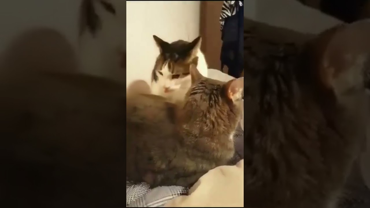 Tom cat and butch cat 🤣 real life