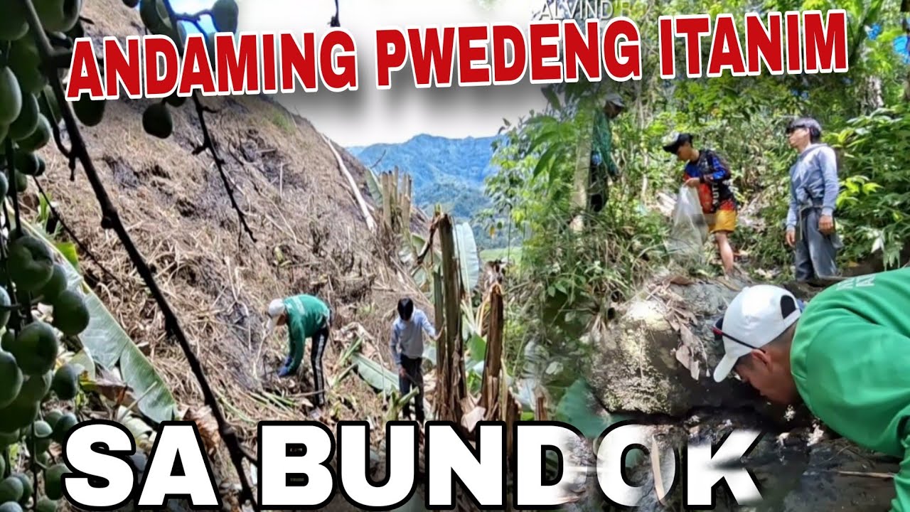 Buhay Probinsya! Pagtatanim Ng Taro At Niyog Sa Bundok.! 