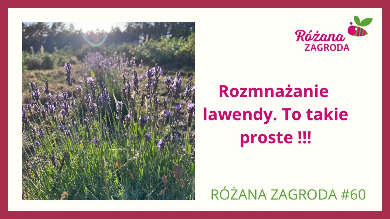 Rozmnażanie lawendy. To takie proste! @RozanaZagroda odc.60