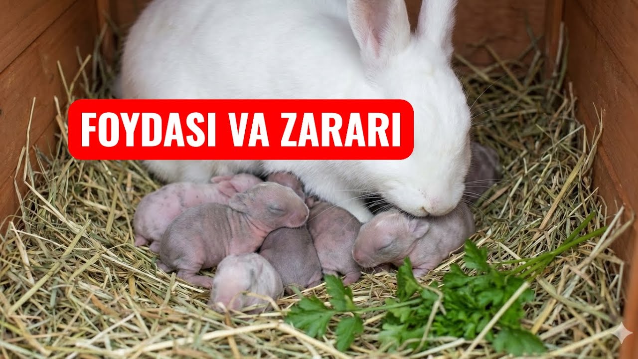 QUYON BOQMOQCHIMISIZ !? UNDA BILISHIZ KERAK BO’LGAN FOYDA VA ZARARI!