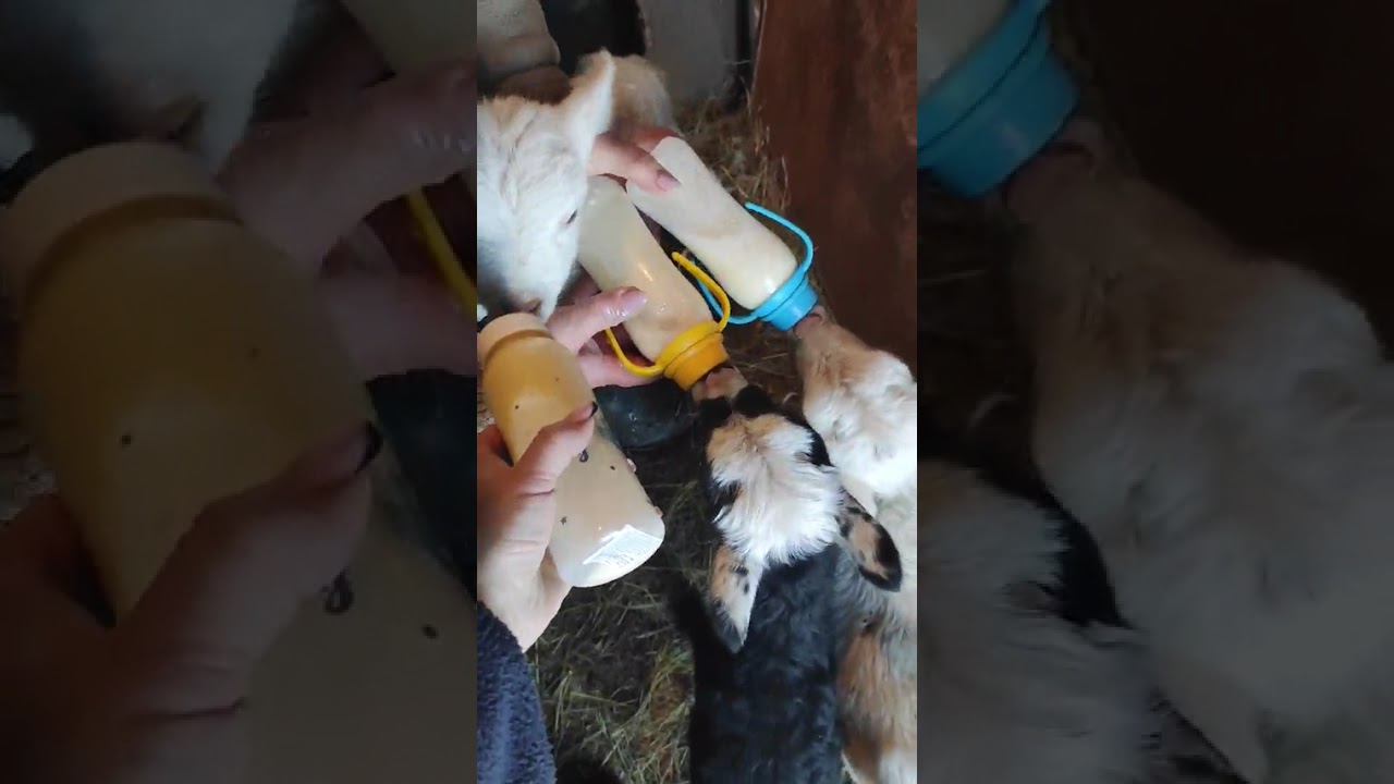 Як годувати ягнят коли вівця(мама) здохла