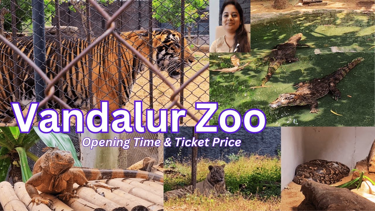 Vandalur Zoo Chennai | Vandalur Zoo Opening Time | Vandalur Zoo Ticket Price | Vandalur Zoo Vehicle