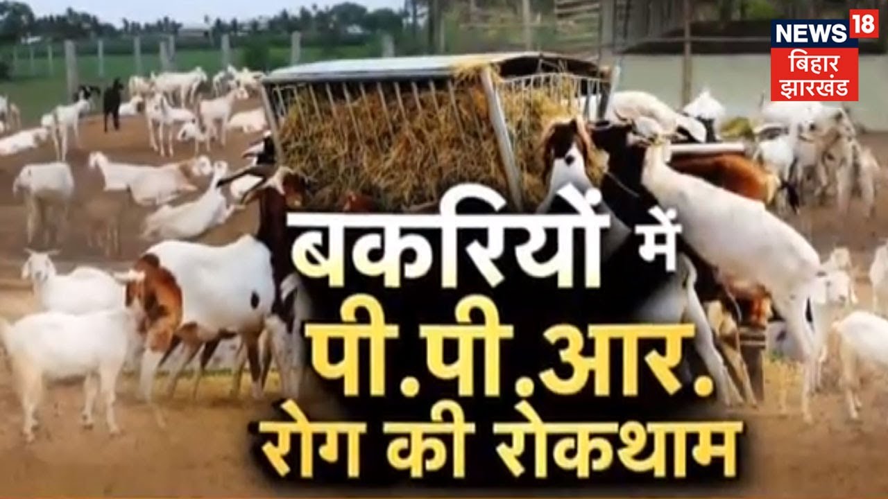 PPR Disease In Goats | बकरियों में PPR रोग के कारण और लक्षण को जानिए | Annadata