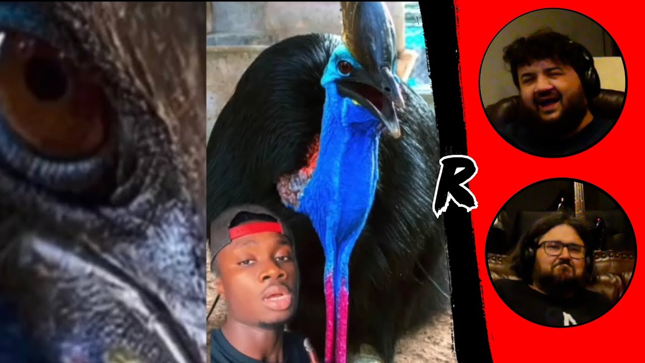 Cassowaries are truly the spawn of Satan - @Casual Geographic | RENEGADES REACT
