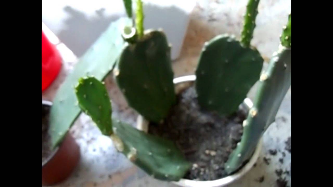 Growing Prickly Pear Cactus: Transplanting - Part 2