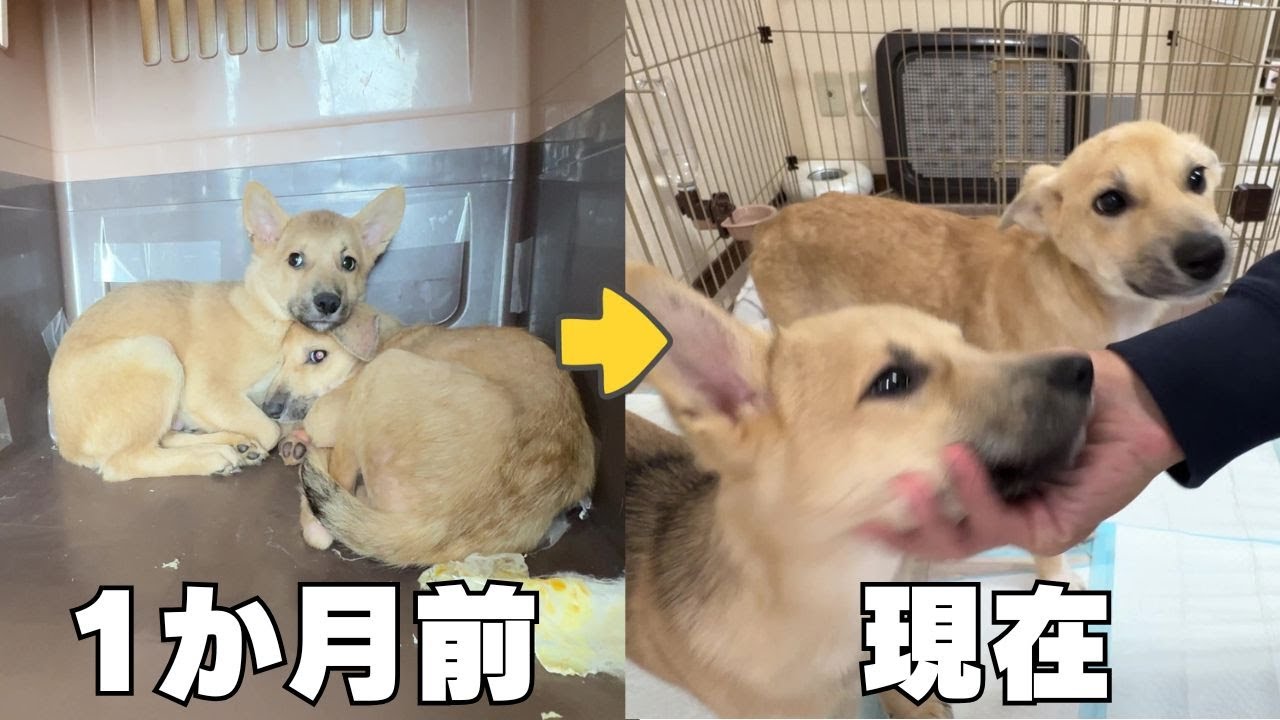 恐怖に怯えていた元野犬の子犬と1ヶ月生活したら、笑顔が溢れるかわいい子に変貌しました！