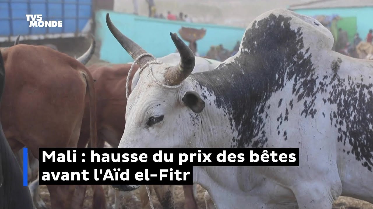 Mali : hausse du prix des bêtes avant l'Aïd el-Fitr