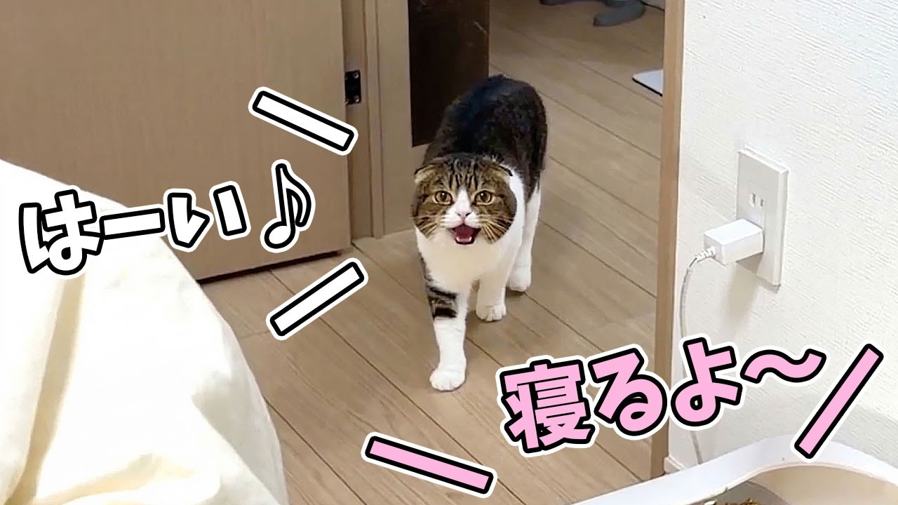 「寝るよ！」と言うとベッドに急いで集まってくるネコ達が可愛すぎる！