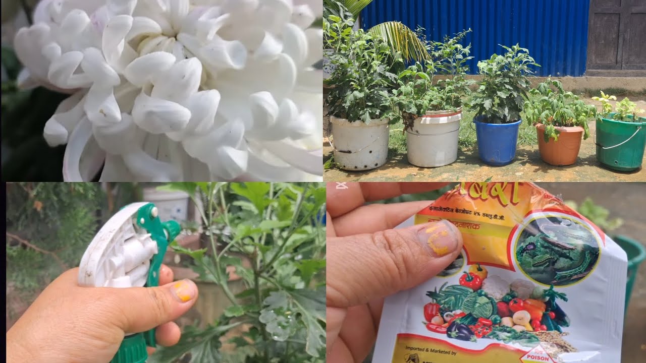 फलफूल अथवा बाेटबिरुवामा  लागेका किरालाई निर्मुल पार्न याे किटनासक औषधी एकदमै प्रभावकारी हुन्छ । 