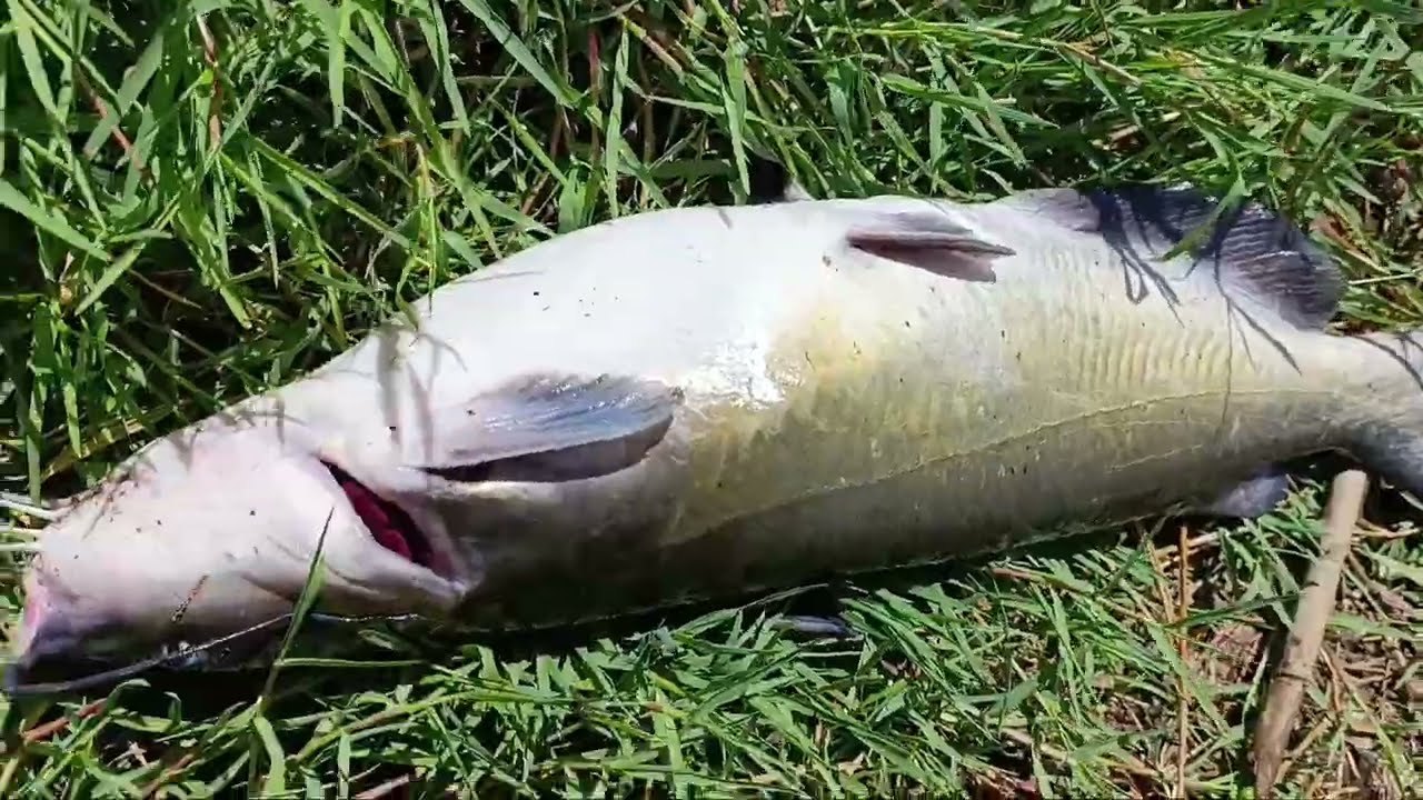 A MELHOR ISCA  PARA PESCA AO ACHIGÃ!
