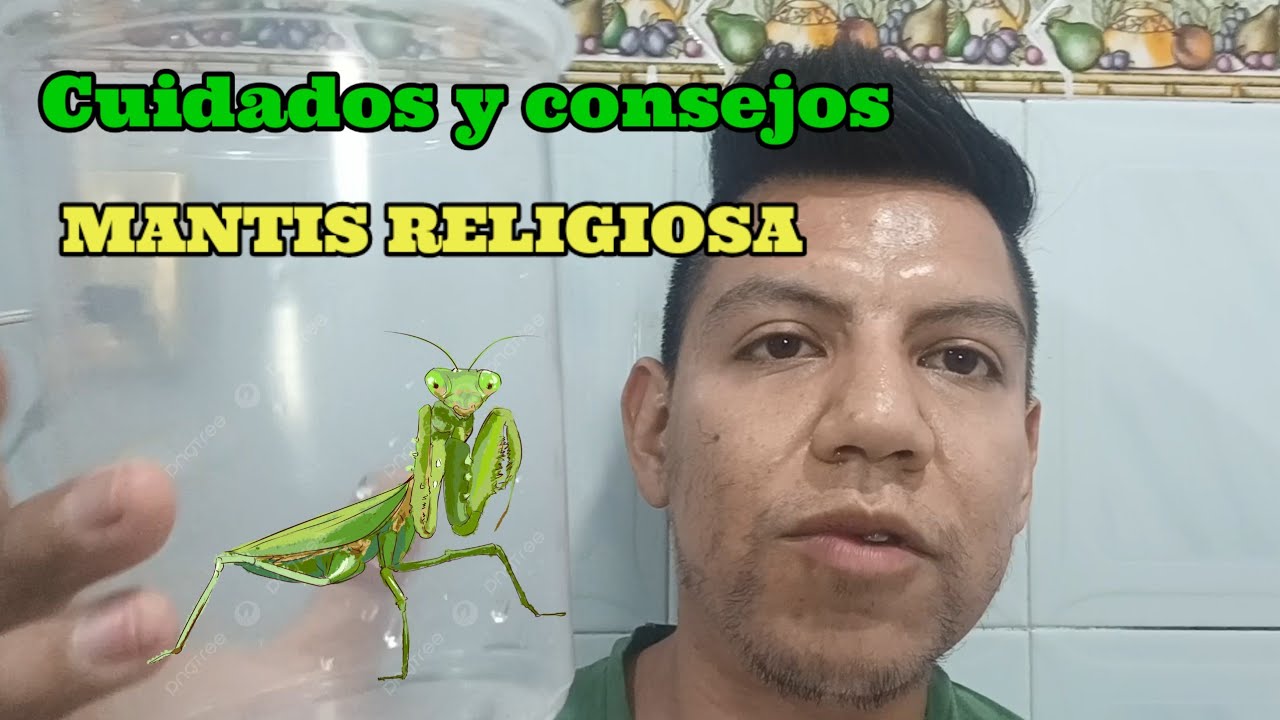 Cuidados y consejos para lograr tu mantis religiosa