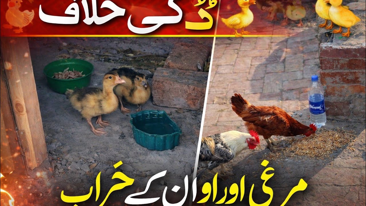 Chickens and Ducks Latest Condition | Farm Update