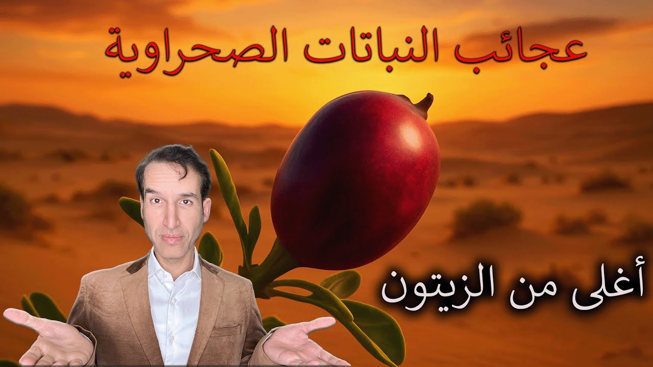 عجائب وفوائد نبتة القبّار ( الشفلح ) أمّ الكورسيتين الطبيعي ( وداعاً للمكملات الغذائية )