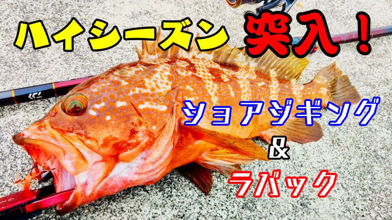 【ショアジギング＆ラバック】~キジハタ(アコウ)デイゲーム~