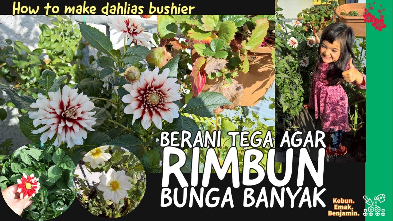 MERAWAT BUNGA DAHLIA Agar Rimbun dan Banyak Bunganya 😍