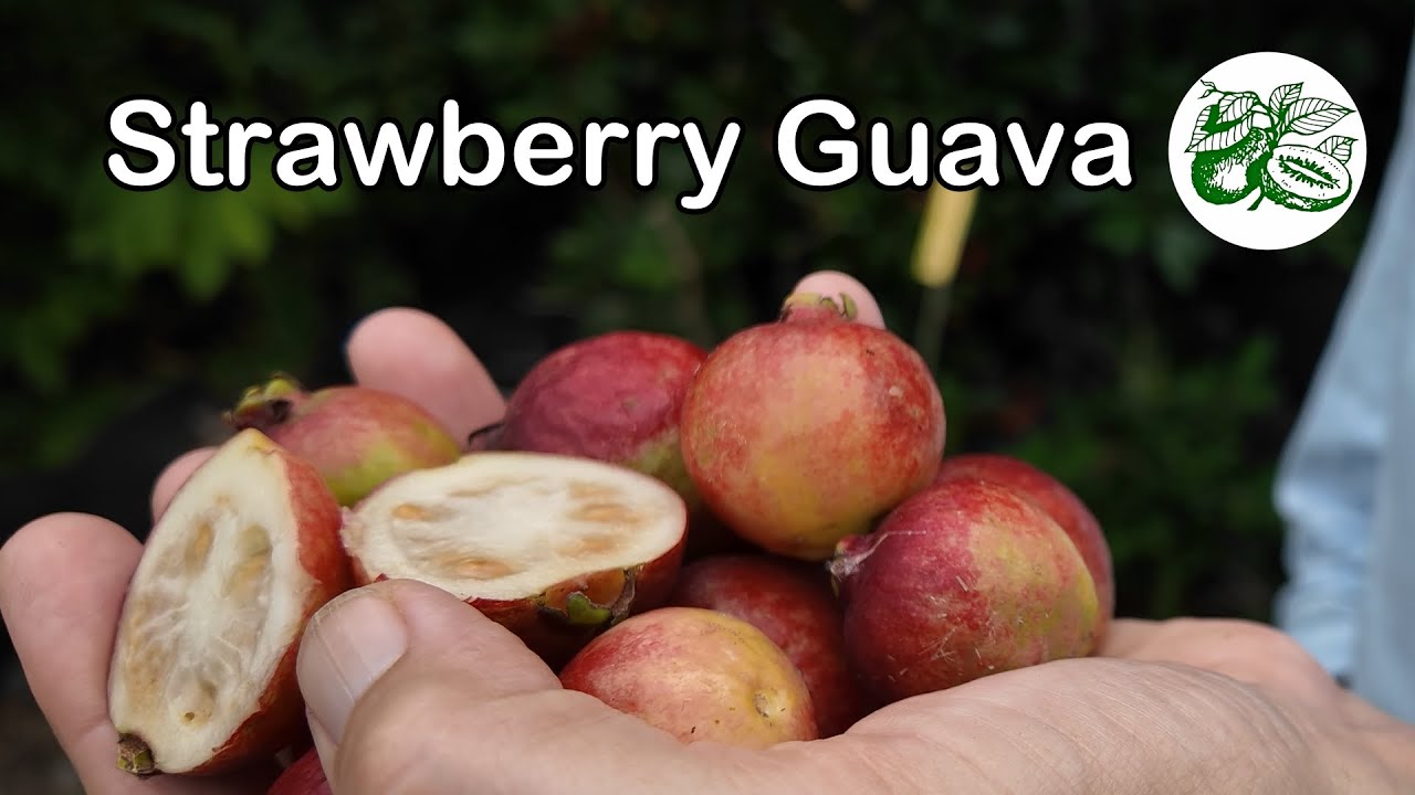 Australian Strawberry/Cherry Guavas - with Marcus Ferguson (Nyangbul)