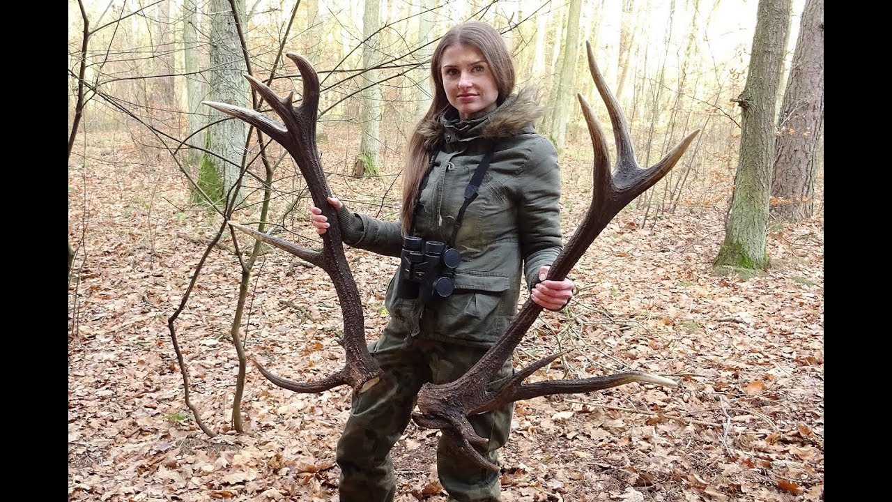 Zrzuty jeleni 2018 - Podsumowanie kilku sezonów :) poroża 2015 2016 2017