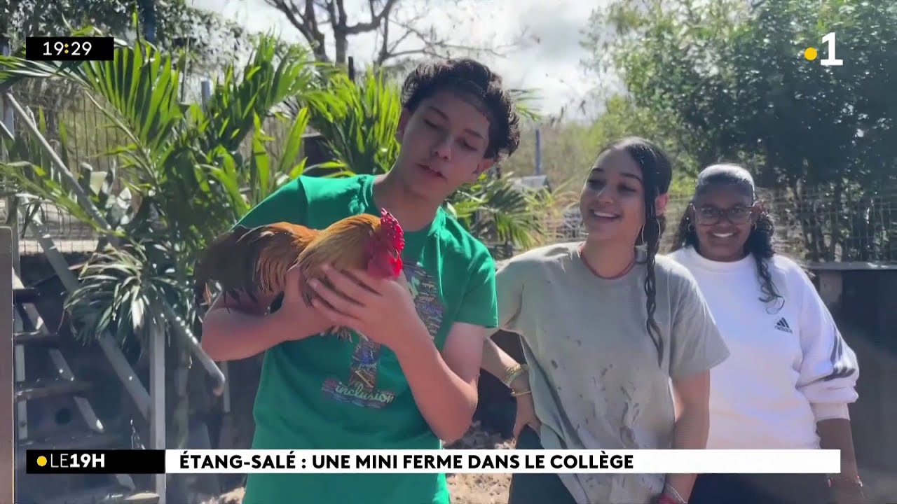A l'Etang-Salé, une mini-ferme pédagogique est installée dans l'enceinte du collège Simon Lucas