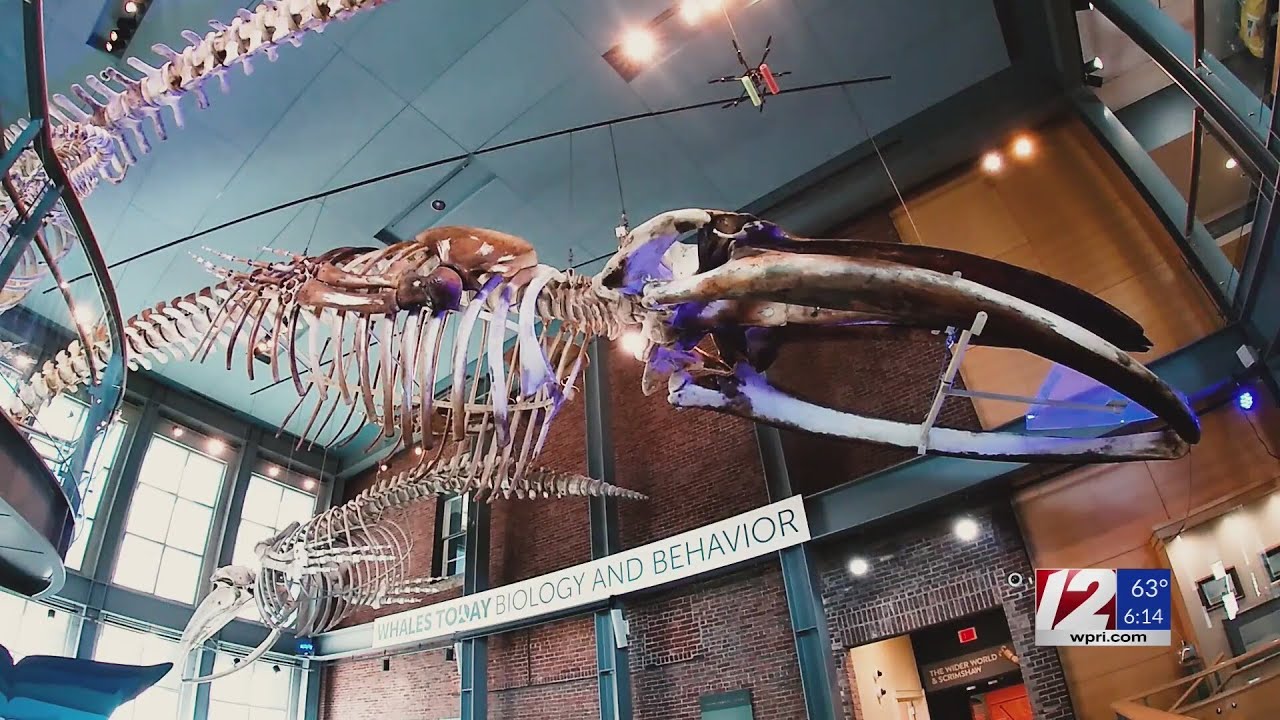 Blue whale skeleton at New Bedford museum still oozing oil