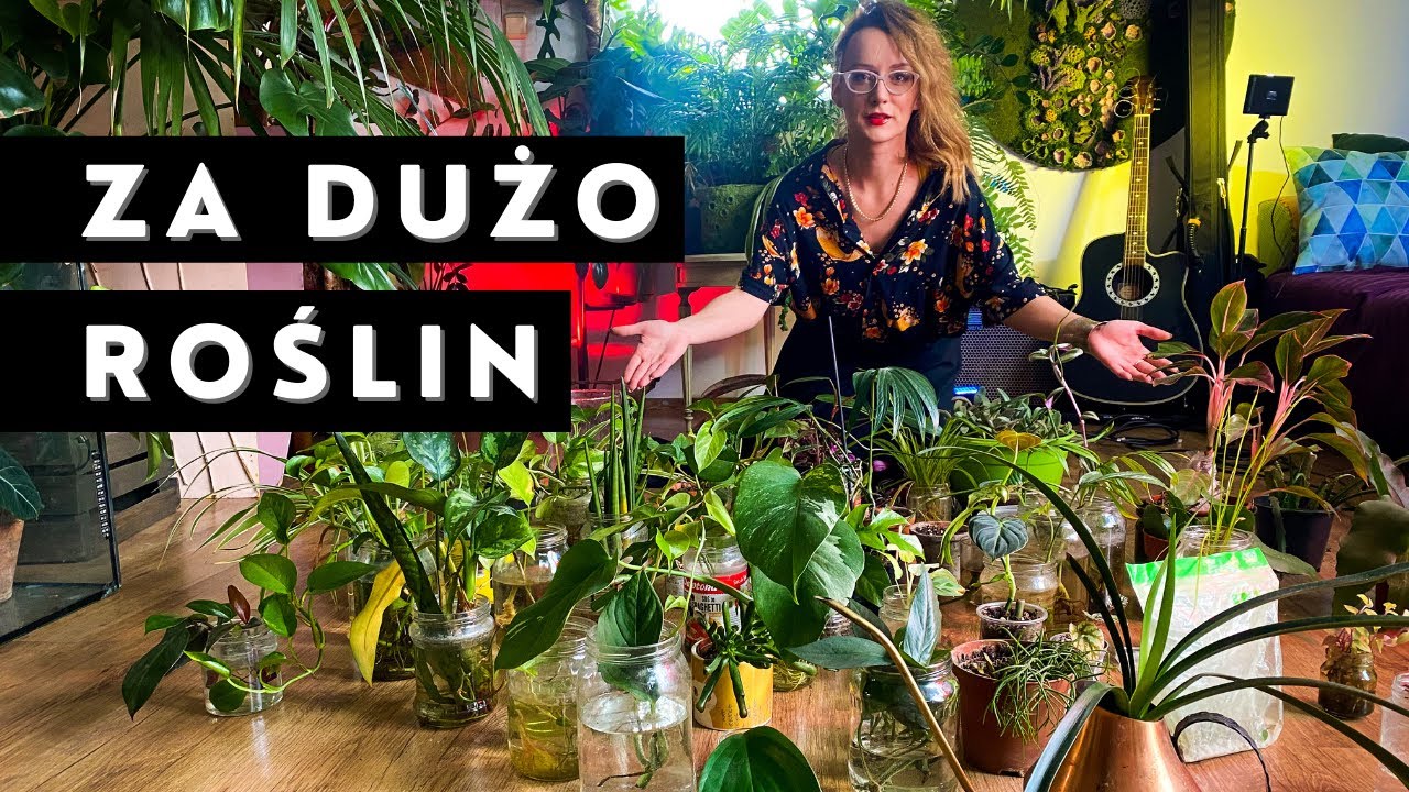 Mam za dużo roślin w domu... Przegląd sadzonek roślin domowych