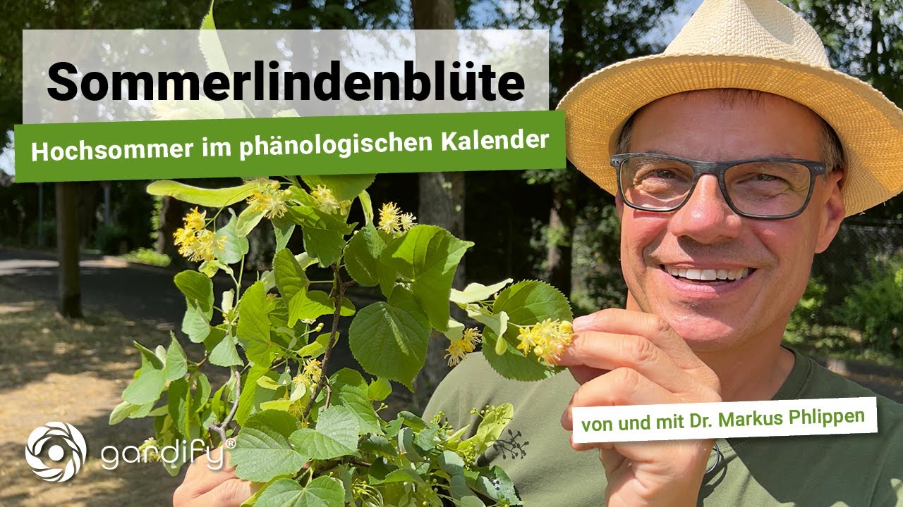 Sommerlindenblüte - Hochsommer im phänologischen Kalender, Heimische Pflanzen, gardify Tipps