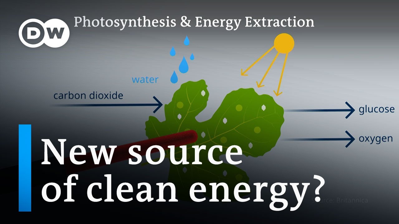 Scientists have found a way to extract energy from photosynthesis | DW News