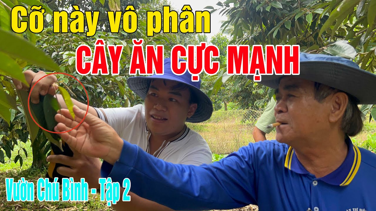 THỜI ĐIỂM THÍCH HỢP NHẤT ĐI DƯỠNG CHO SẦU RIÊNG PHÁT TRIỂN MẠNH -  TẬP 2
