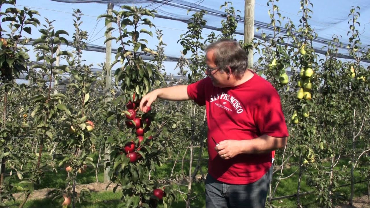 Columnar sweet apple Malini Dulcessa (scab resistant)