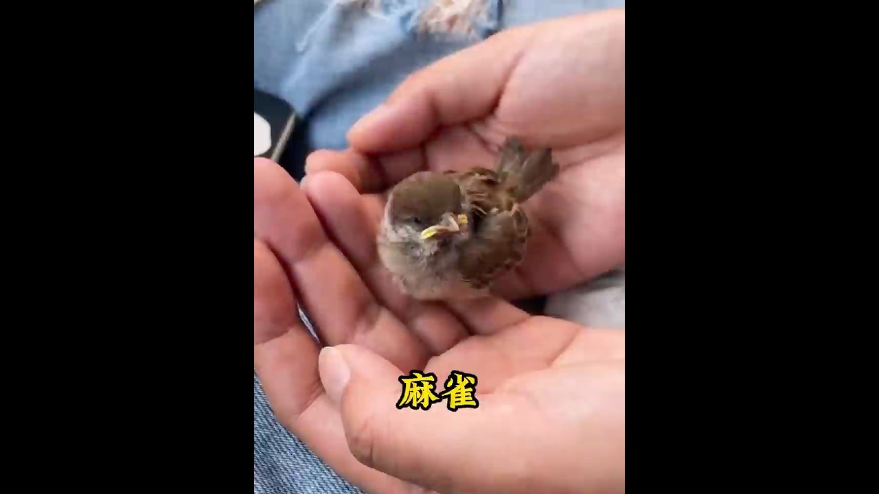 小哥救了一只避雨的麻雀，将它放飞后，它竟拖家带口找上门 #animals #sparrow  #麻雀