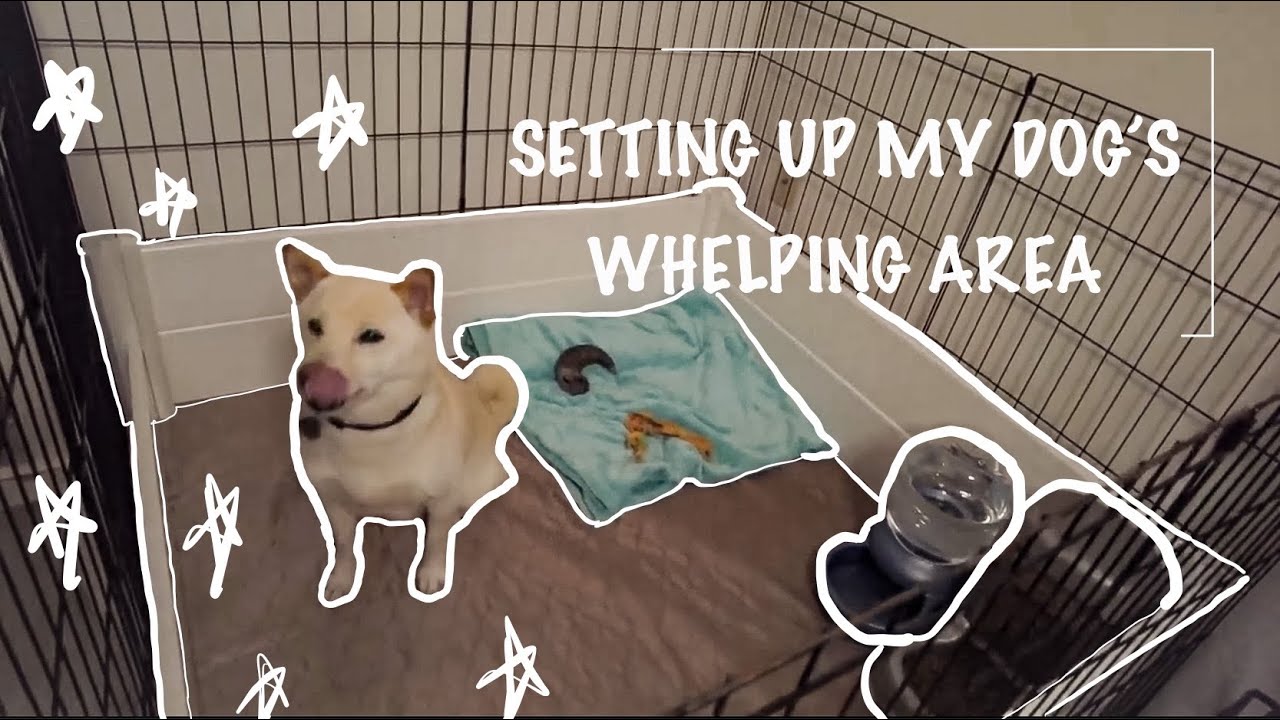 Setting up my dogs whelping area | Prepare for Puppies