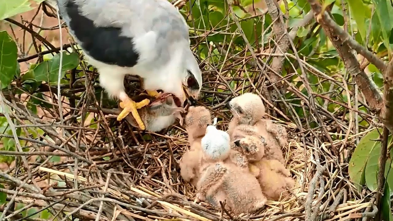 Amazingly, The Smallest Bird Tried Until It Stood in The Front Row