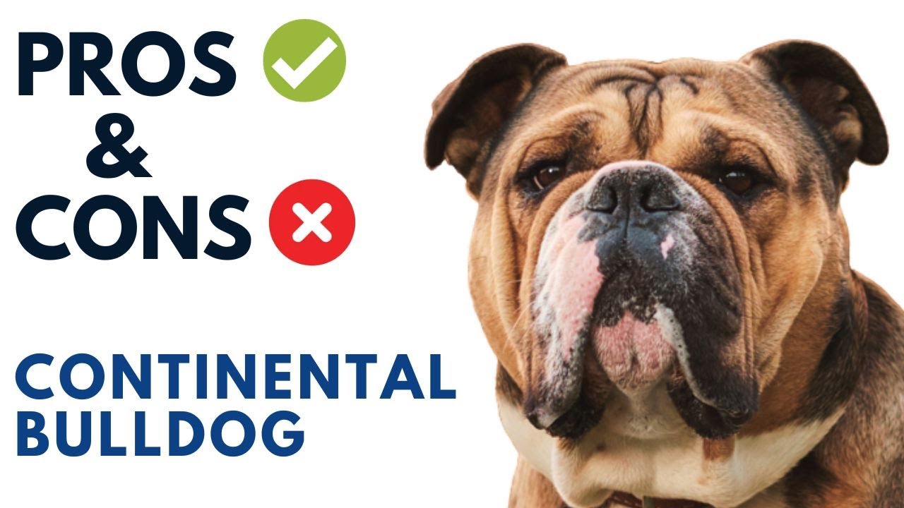 Continental Bulldog Pros and Cons | Conti Swiss Bulldog Advantages and Disadvantages