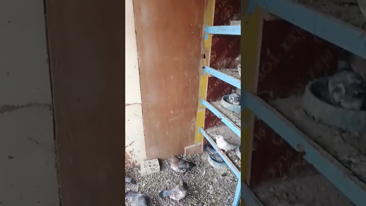 علاج كنكر كوكسيدء