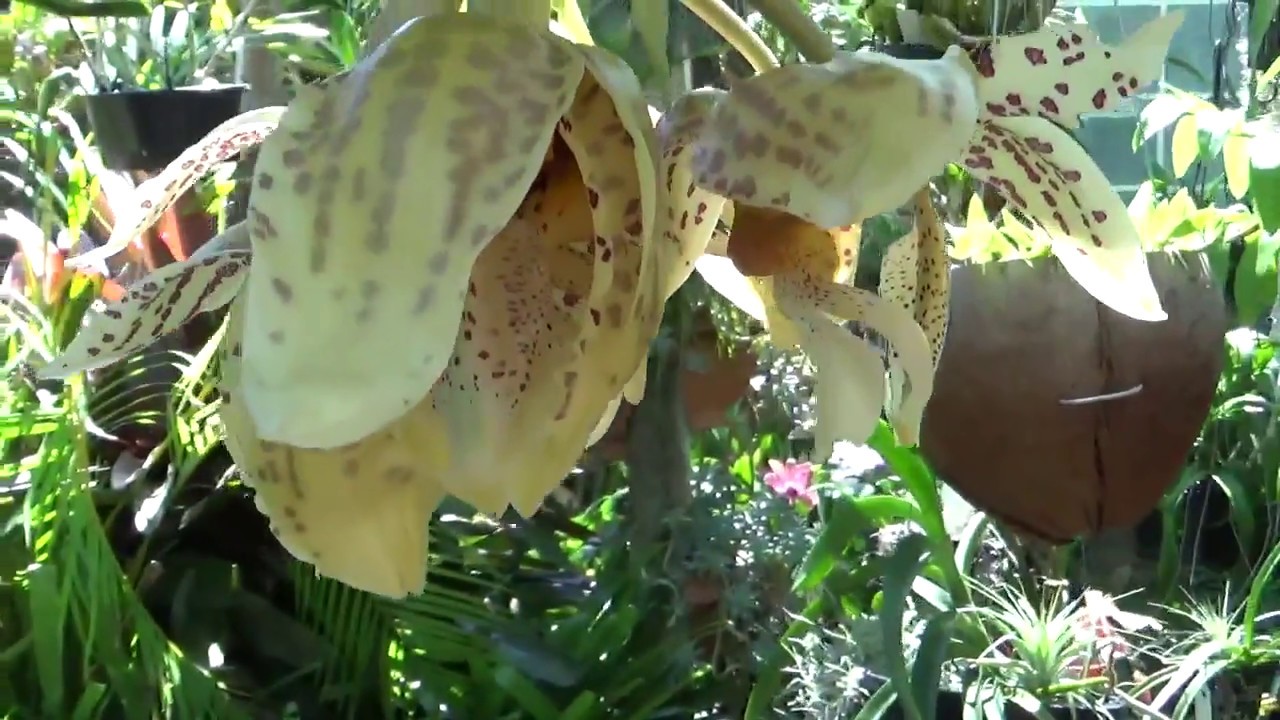 Уход За Стангопеей. Орхидея Стангопея. Stanhopea Orchid.