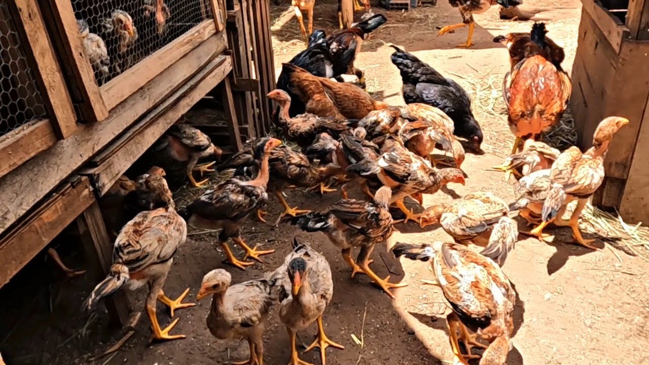 VENDER 40 PINTINHOS E COMPRAR UMA CHOCADEIRA VALE A PENA?