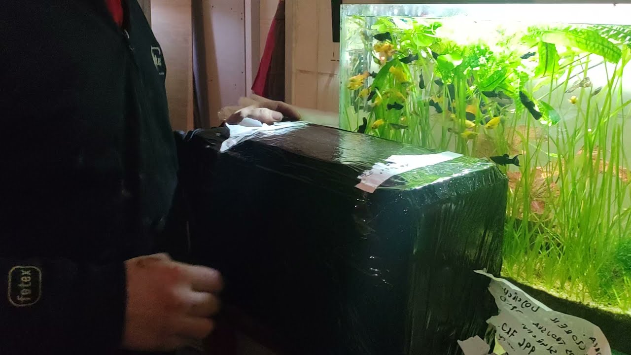 11 godzin podróży.Nowe Altum ORINOCO.Pleco L600.New Fish.
