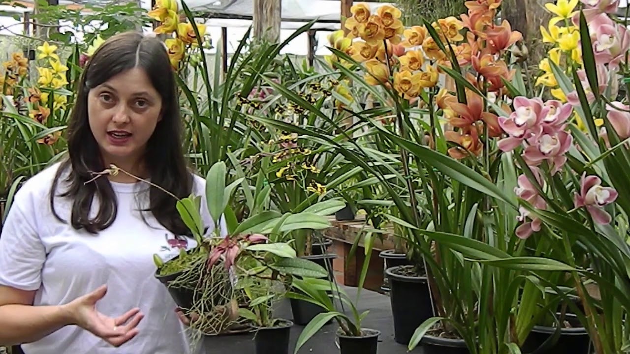 Novas dicas no cultivo de Oncidium, Bulbophyllum e Coelogyne