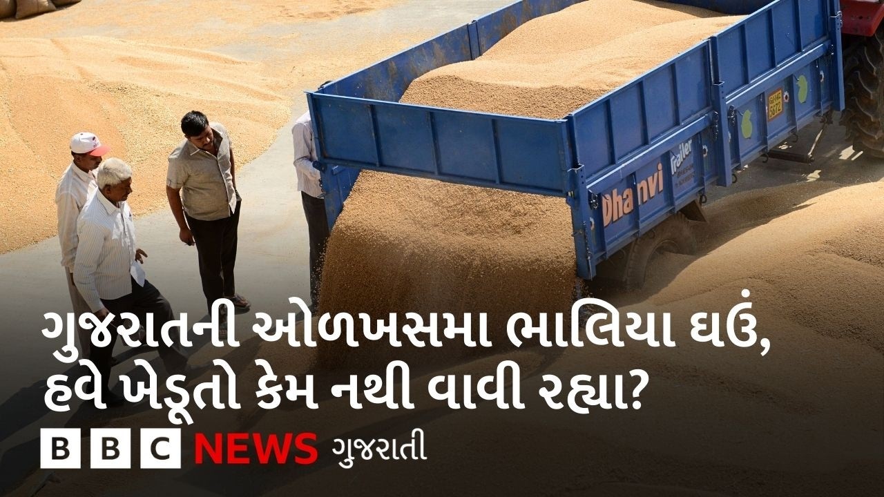 Bhalia Wheat : ભાલમાં થતા ભાલિયા ઘઉં વિશ્વભરમાં પ્રખ્યાત કેમ છે? આ ઘઉંની શું ખાસિયત છે?