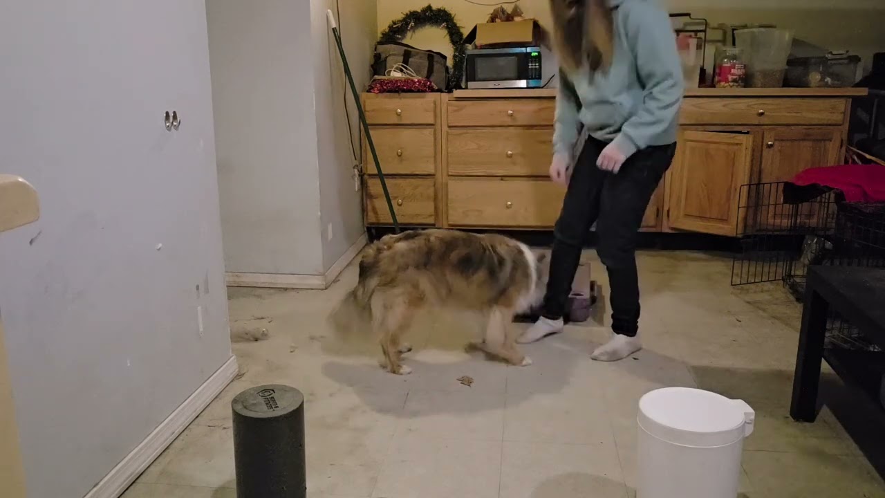 Brady All Dogs Parkour Anywhere track: Regular, Level 1