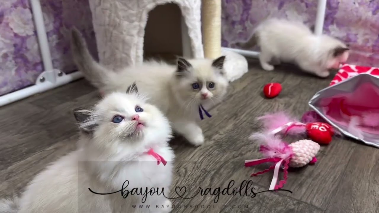 Sundae Sweeties 🍨 Ragdoll Kittens