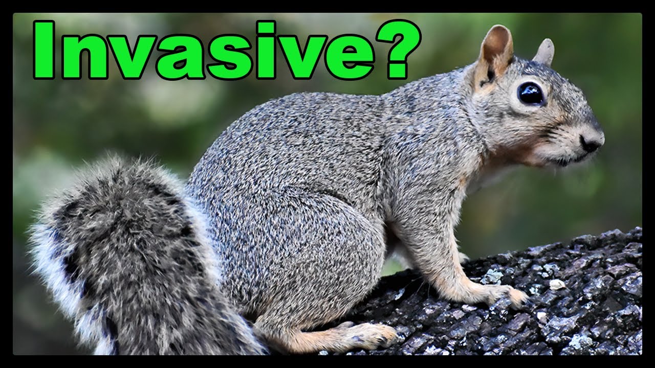 10 North American Species that are Invasive Elsewhere!